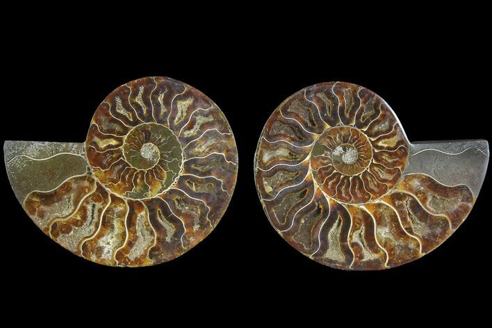 Cut & Polished, Agatized Ammonite Fossil - Madagascar #183231